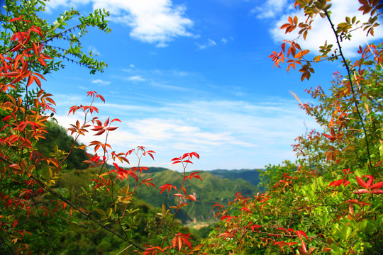 春天风景