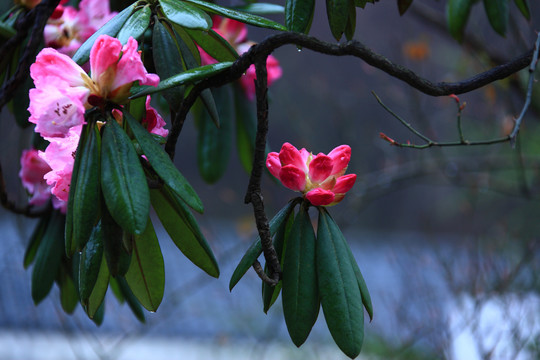 杜鹃花