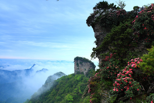 杜鹃花