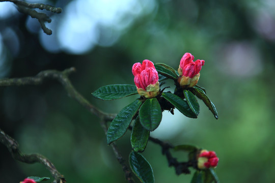 杜鹃花