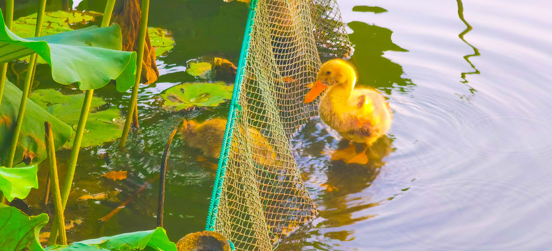 水中的小鸭子