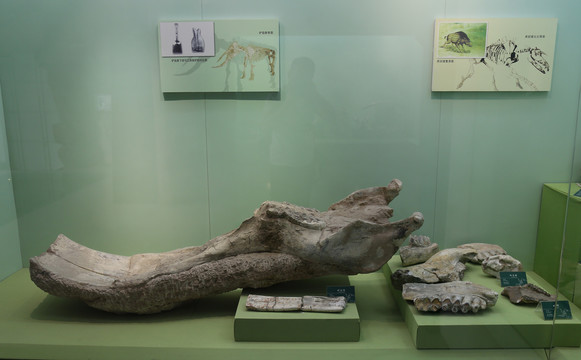 古代动物化石