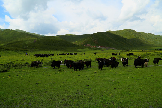 草原牧场牦牛