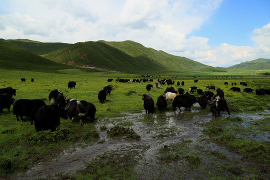 草原牧场牦牛