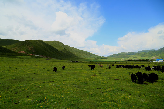 草原牦牛