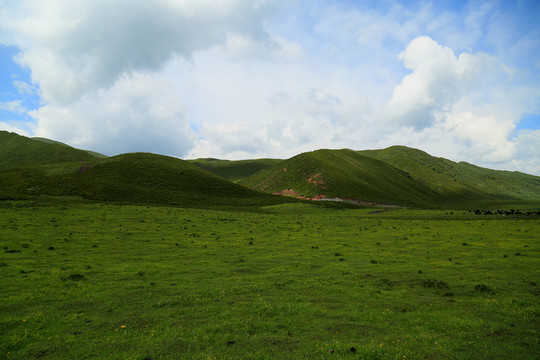 青海草原牧场