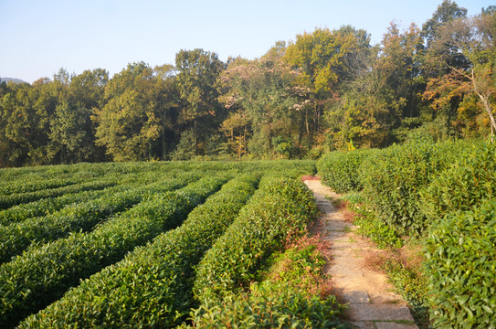 茶叶种植基地