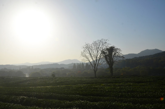 茶叶种植基地