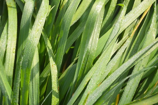 野草露珠