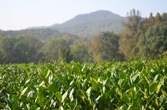 茶叶种植