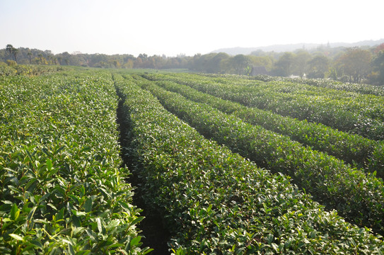 茶叶种植