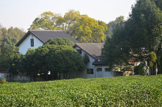 山林庭院