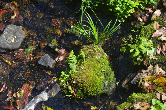 溪流苔藓