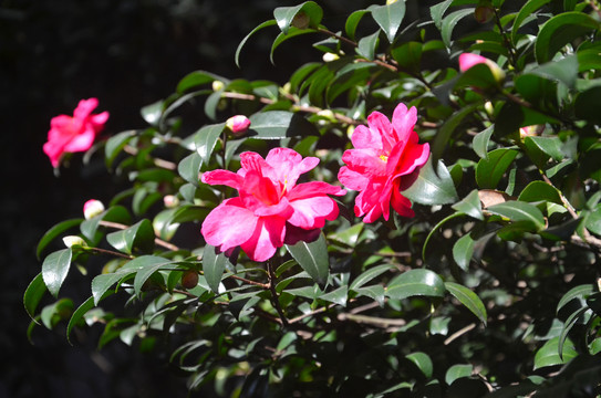 红色山茶花