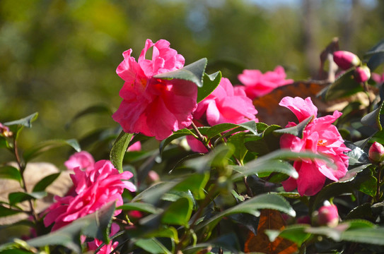 红色山茶花