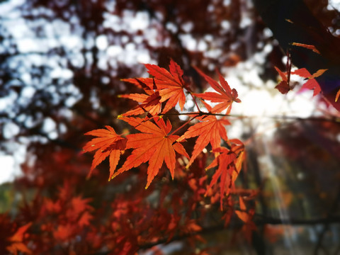 秋天的颜色