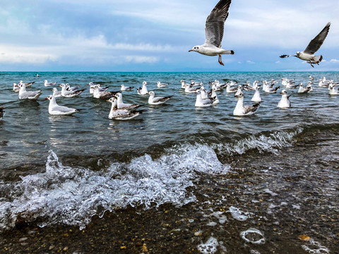 青海湖的海鸥