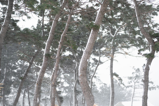 风雪中的松树