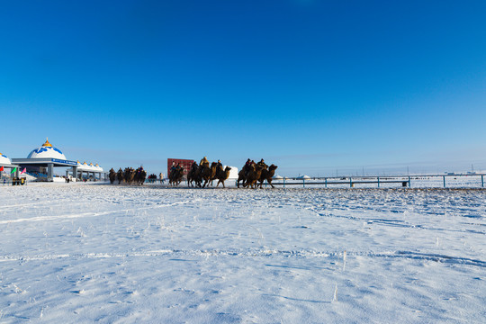 冬季那达慕会场骆驼比赛
