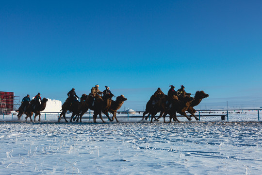 冬季那达慕蒙古族赛骆驼