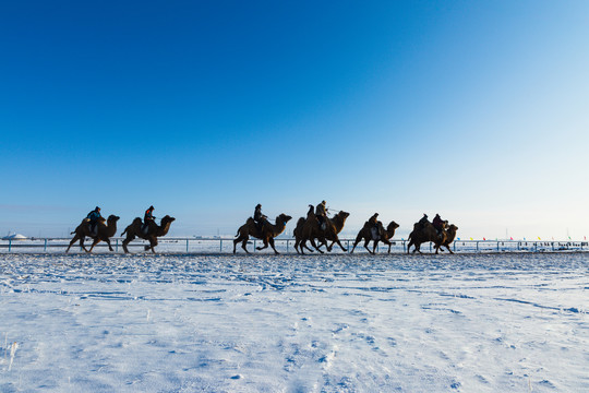冬季雪原骆驼比赛