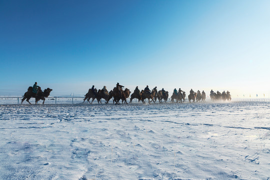 冬季雪原骆驼比赛