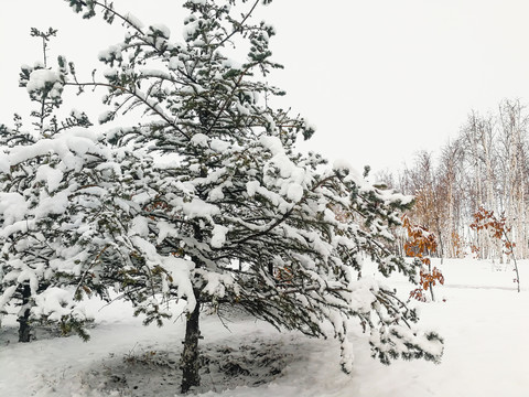 挂雪松树