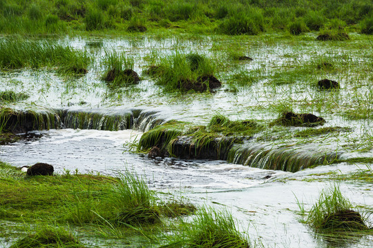 湿地溪流