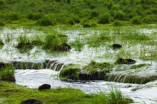 溪流小溪湿地
