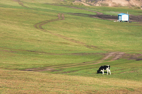 秋季草原牧场一头牛