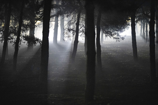 黎明灯光下树林中的晨雾