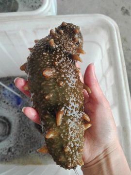 手捧海参手持双手拿