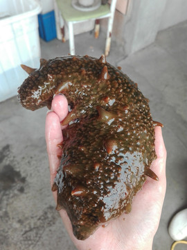 手捧海参手持双手拿