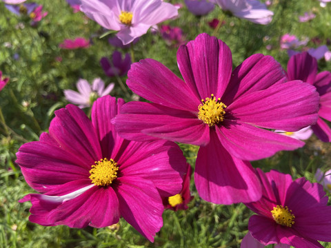 特写格桑花