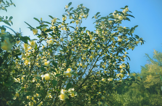 山茶花