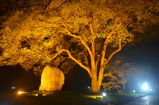 夜晚树木