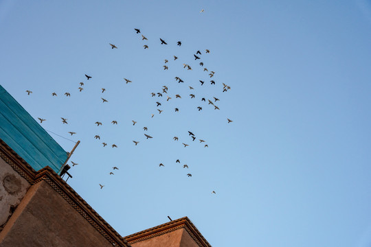 喀什古城的天空飞鸟
