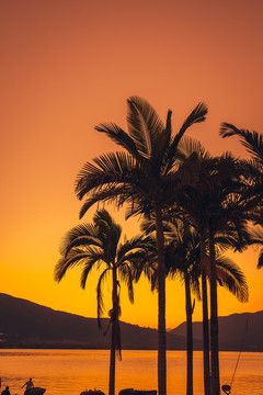 黄昏的海边椰子树剪影
