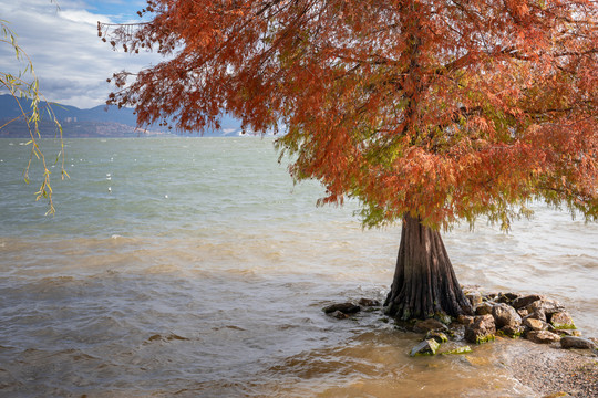 秋天大理洱海的水杉树