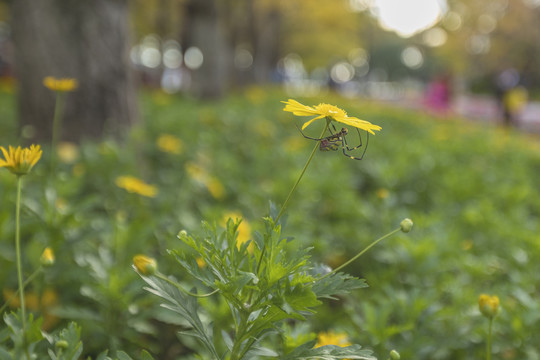 蜘蛛栖息黄色菊花