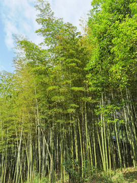 竹林