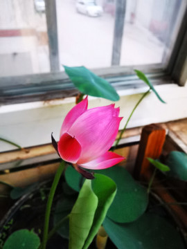 碗莲