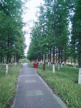 林间小道