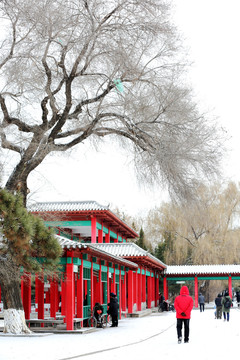 雪中风景