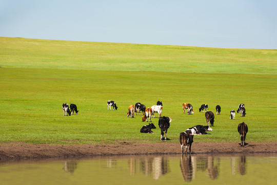 草原水边牛群