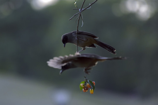 喜鹊啄食