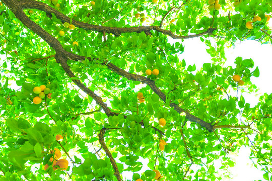 杏树杏子成熟