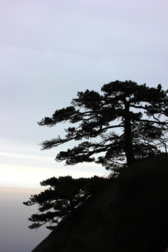 天柱山松树