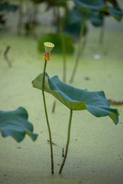 出水芙蓉