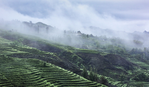 四川宜宾珙县鹿鸣茶山自然风光